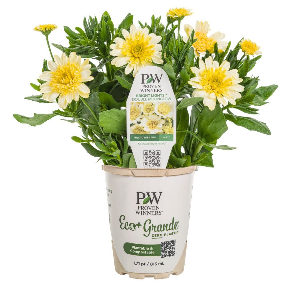 Bright Lights™ Double Moonglow African Daisy (Osteospermum hybrid)