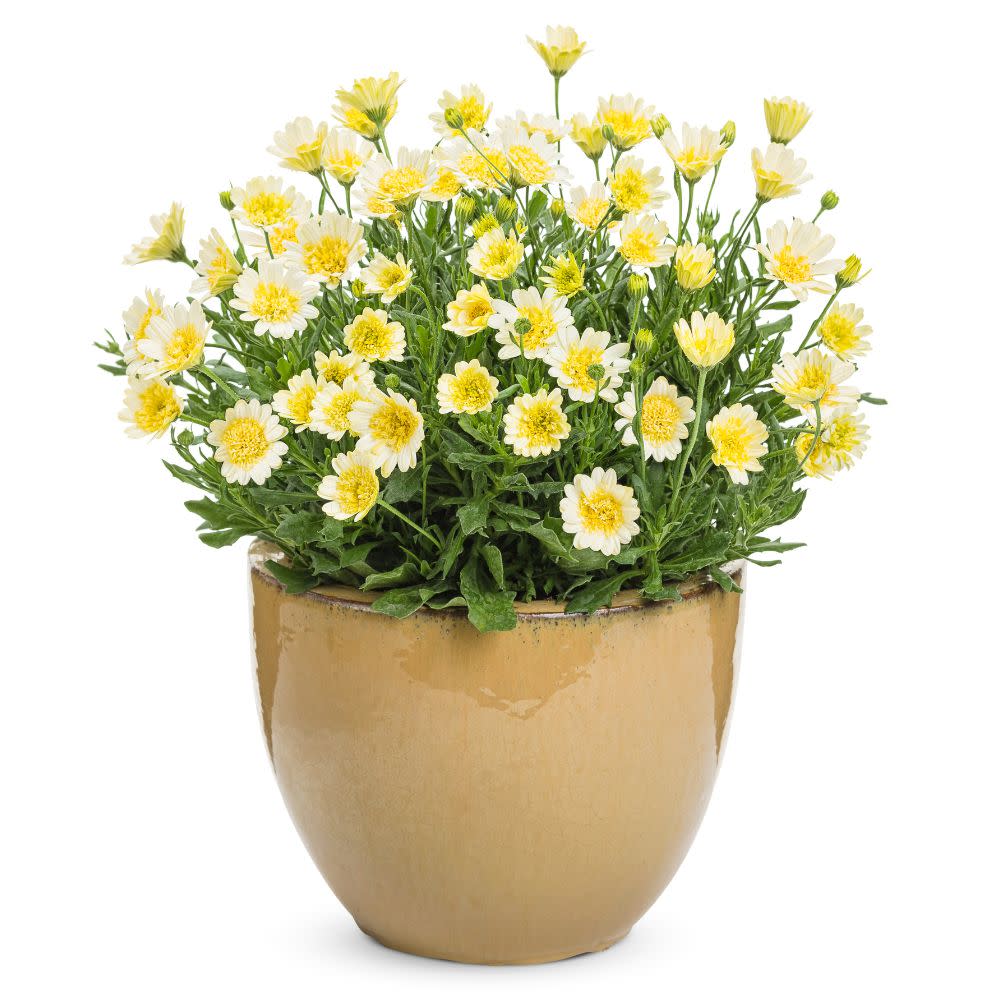 Bright Lights™ Double Moonglow African Daisy (Osteospermum)