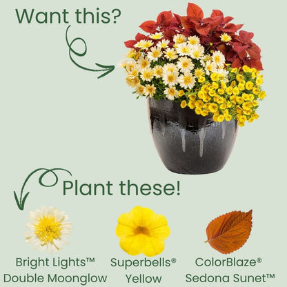 Bright Lights™ Double Moonglow African Daisy (Osteospermum)