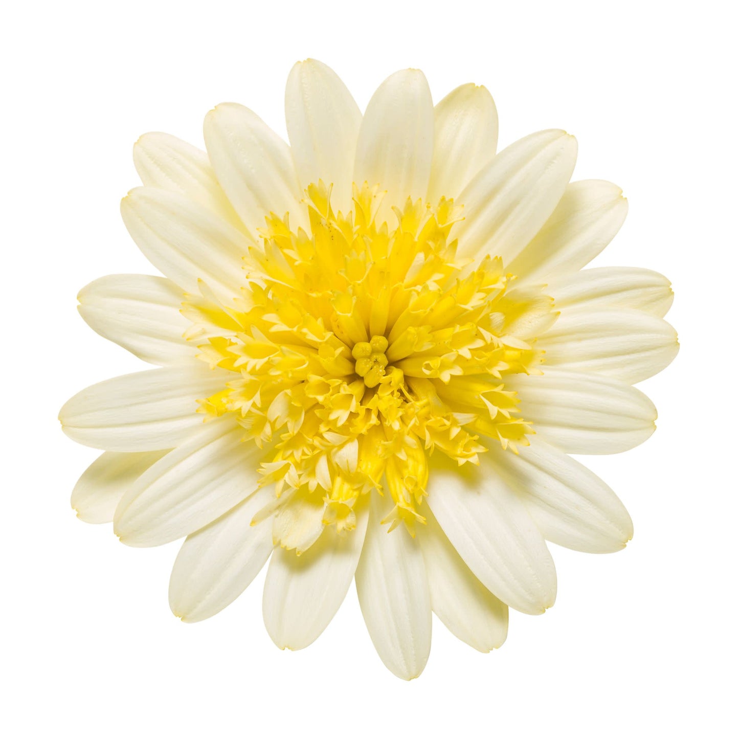Bright Lights™ Double Moonglow African Daisy (Osteospermum)
