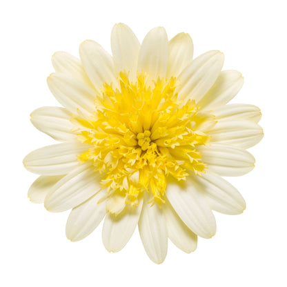 Bright Lights™ Double Moonglow African Daisy (Osteospermum)