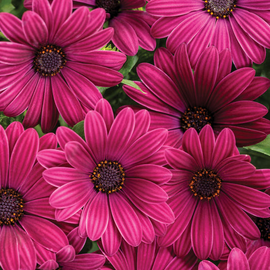 Bright Lights™ Purple African Daisy (Osteospermum)