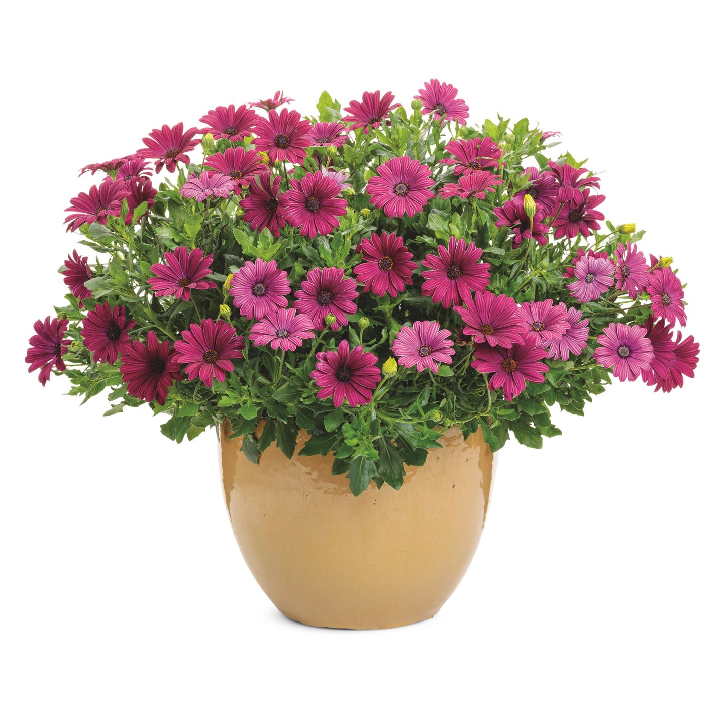 Bright Lights™ Purple African Daisy (Osteospermum)