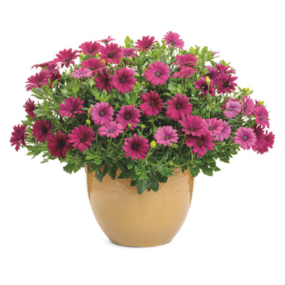 Bright Lights™ Purple African Daisy (Osteospermum)