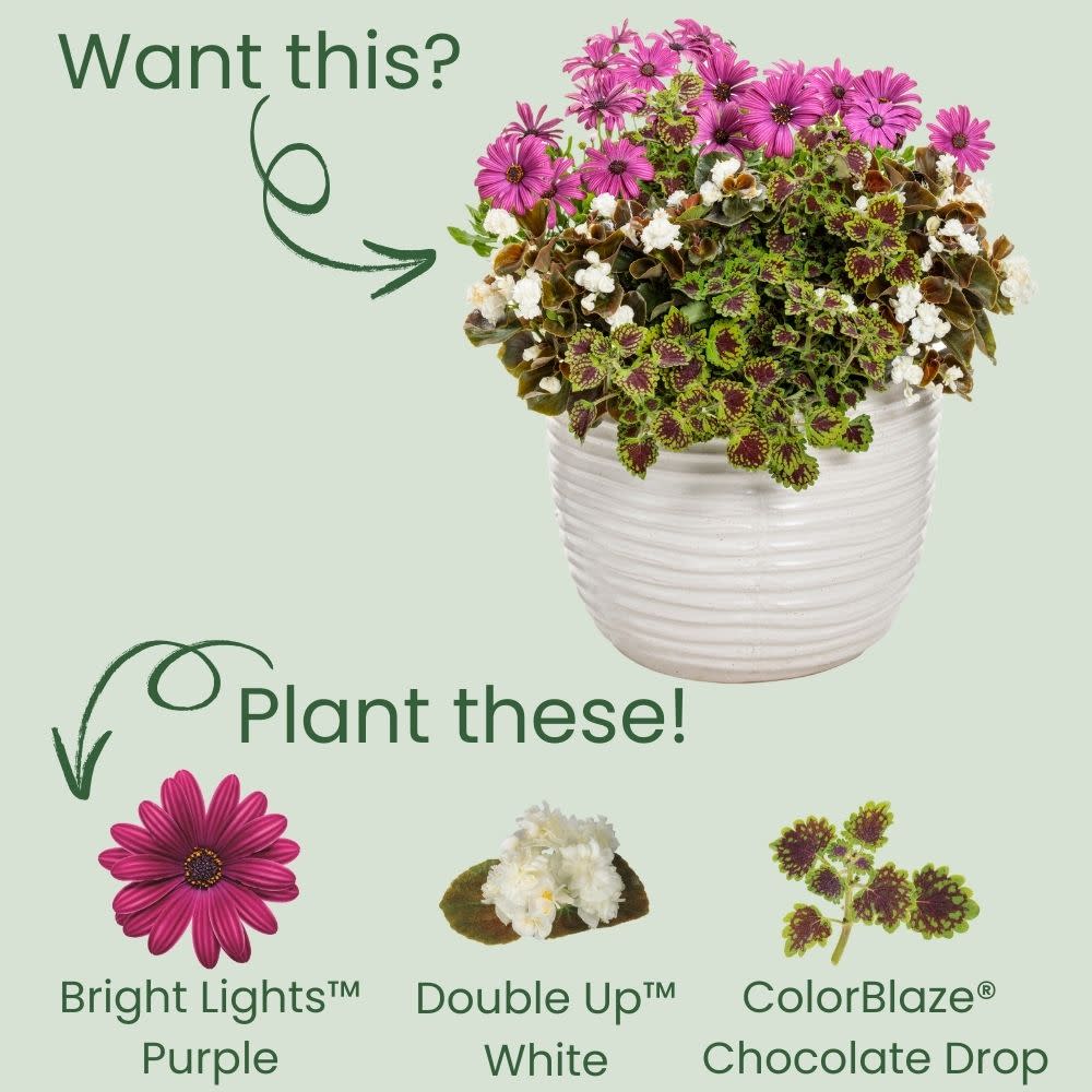 Bright Lights™ Purple African Daisy (Osteospermum)