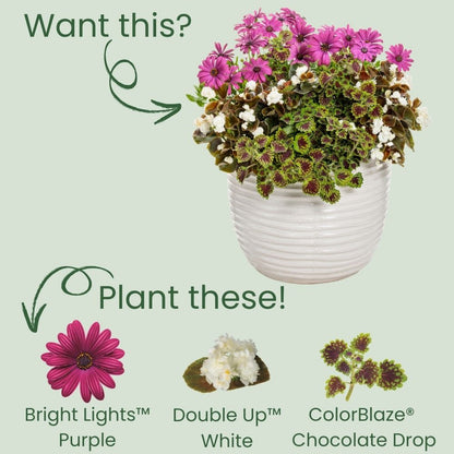 Bright Lights™ Purple African Daisy (Osteospermum hybrid)
