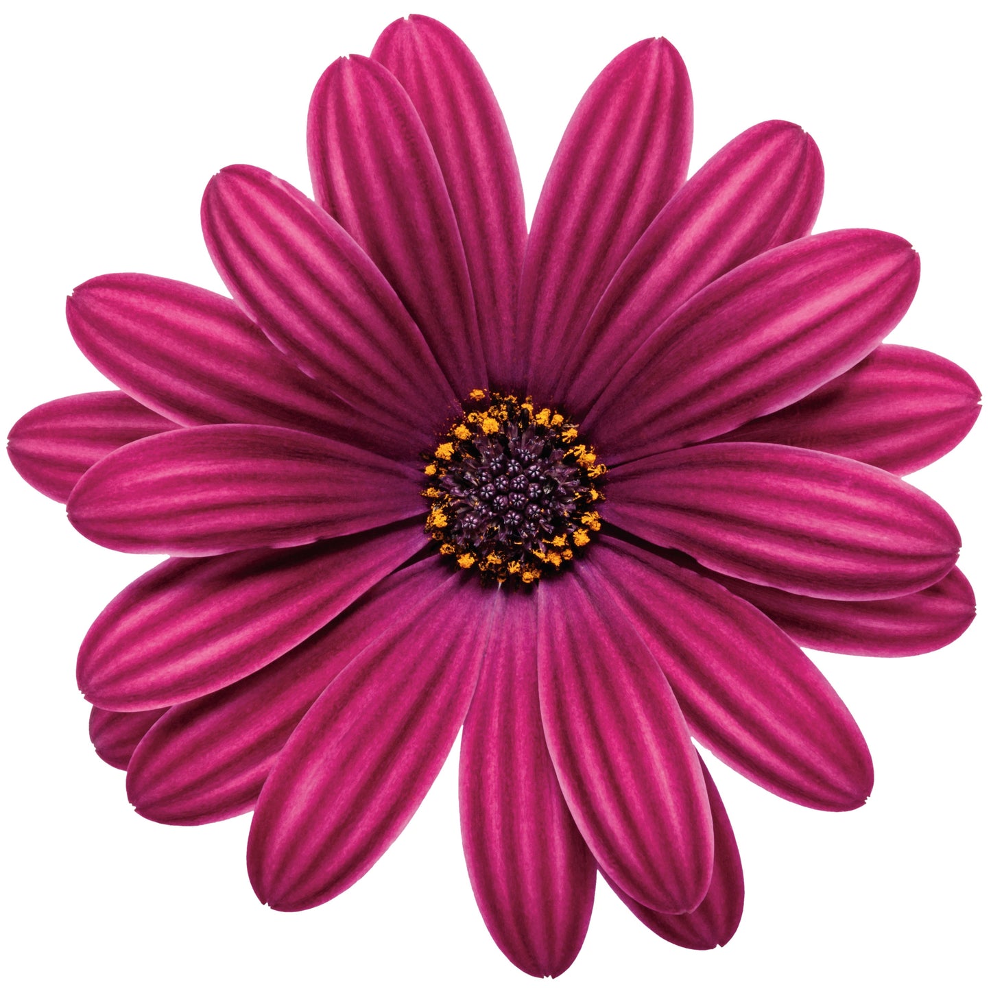 Bright Lights™ Purple African Daisy (Osteospermum)