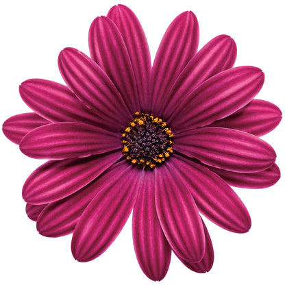 Bright Lights™ Purple African Daisy (Osteospermum)
