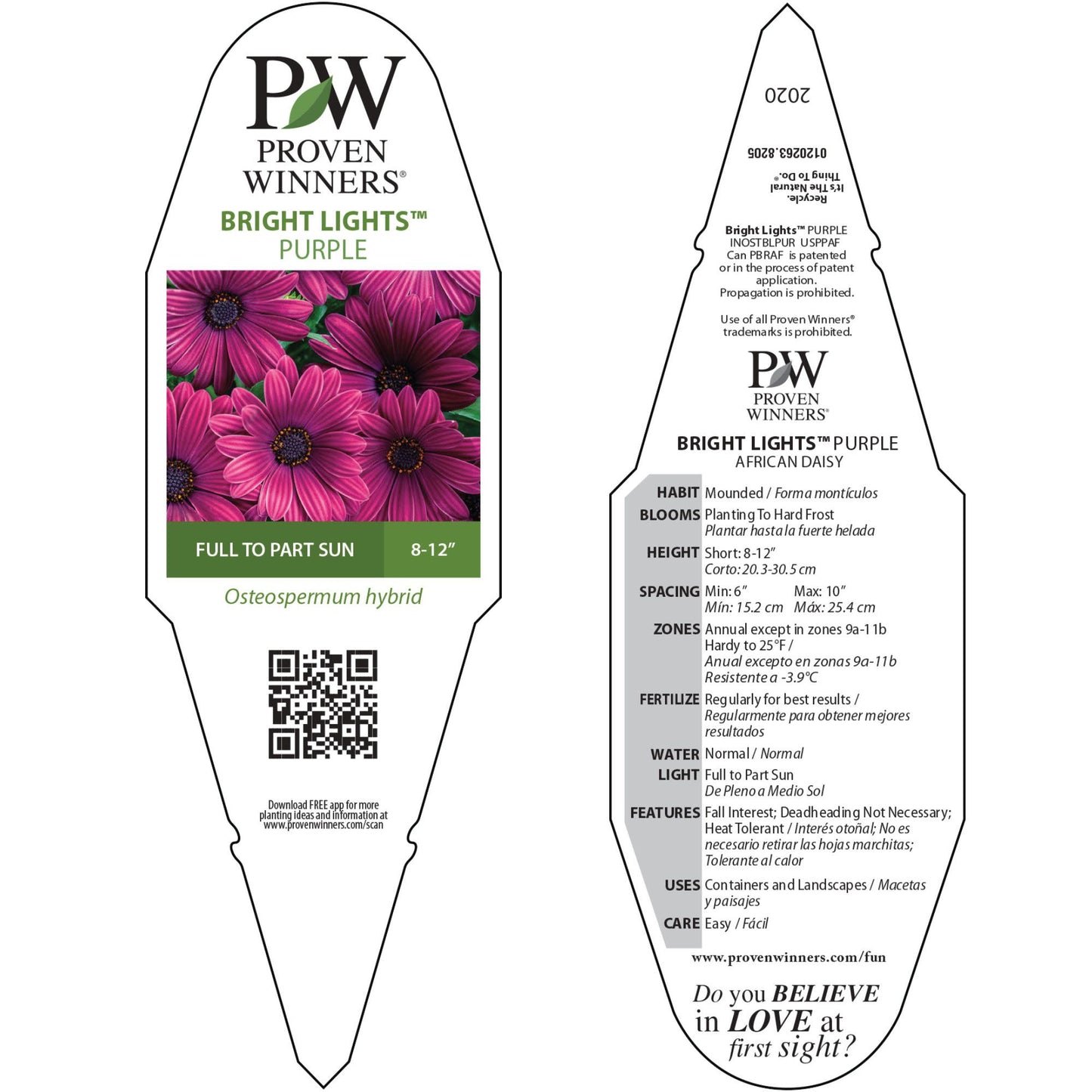 Bright Lights™ Purple African Daisy (Osteospermum)