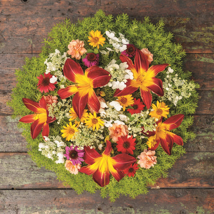 Bright Lights™ Red African Daisy (Osteospermum)