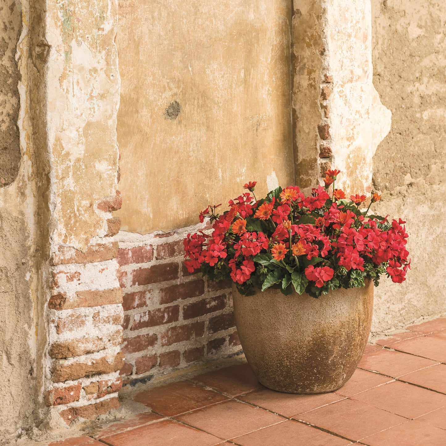 Bright Lights™ Red African Daisy (Osteospermum)