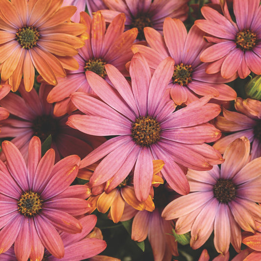 Bright Lights™ Horizon™ Sunset African Daisy (Osteospermum)