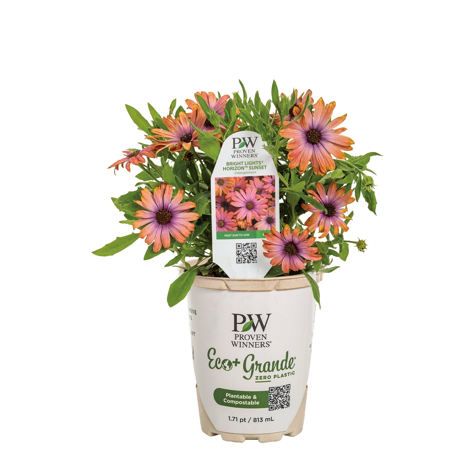 Bright Lights™ Horizon™ Sunset African Daisy (Osteospermum)