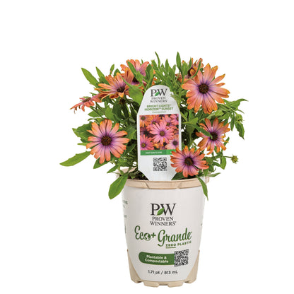 Bright Lights™ Horizon™ Sunset African Daisy (Osteospermum)