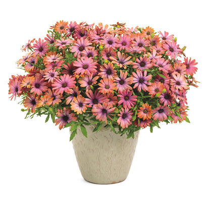 Bright Lights™ Horizon™ Sunset African Daisy (Osteospermum)