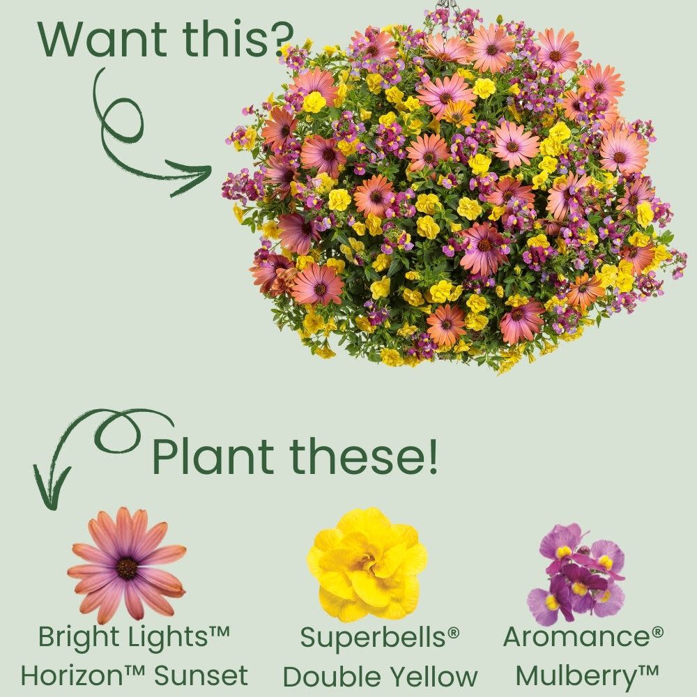 Bright Lights™ Horizon™ Sunset African Daisy (Osteospermum)