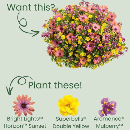 Bright Lights™ Horizon™ Sunset African Daisy (Osteospermum)