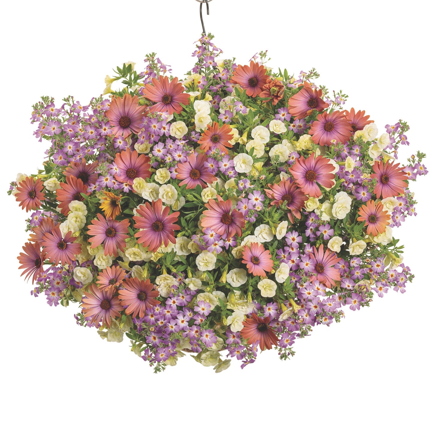 Bright Lights™ Horizon™ Sunset African Daisy (Osteospermum)