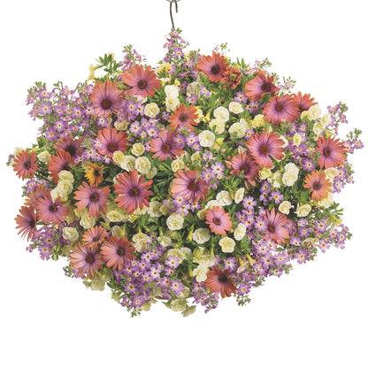 Bright Lights™ Horizon™ Sunset African Daisy (Osteospermum)