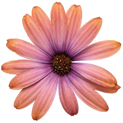 Bright Lights™ Horizon™ Sunset African Daisy (Osteospermum)