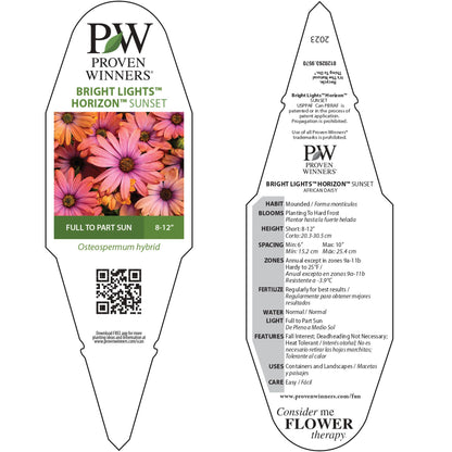 Bright Lights™ Horizon™ Sunset African Daisy (Osteospermum)