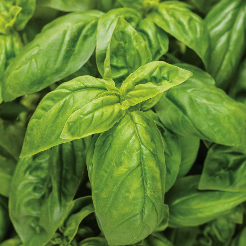 Seeds Pesto Besto™ Sweet Italian Basil (Ocimum)