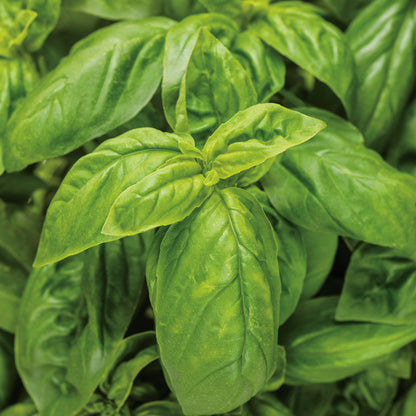 Seeds Pesto Besto™ Sweet Italian Basil (Ocimum)