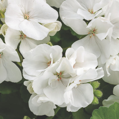 Boldly® White Geranium (Pelargonium interspecific)