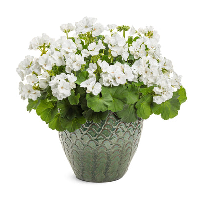 Boldly® White Geranium (Pelargonium interspecific)