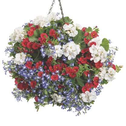 Boldly® White Geranium (Pelargonium interspecific)