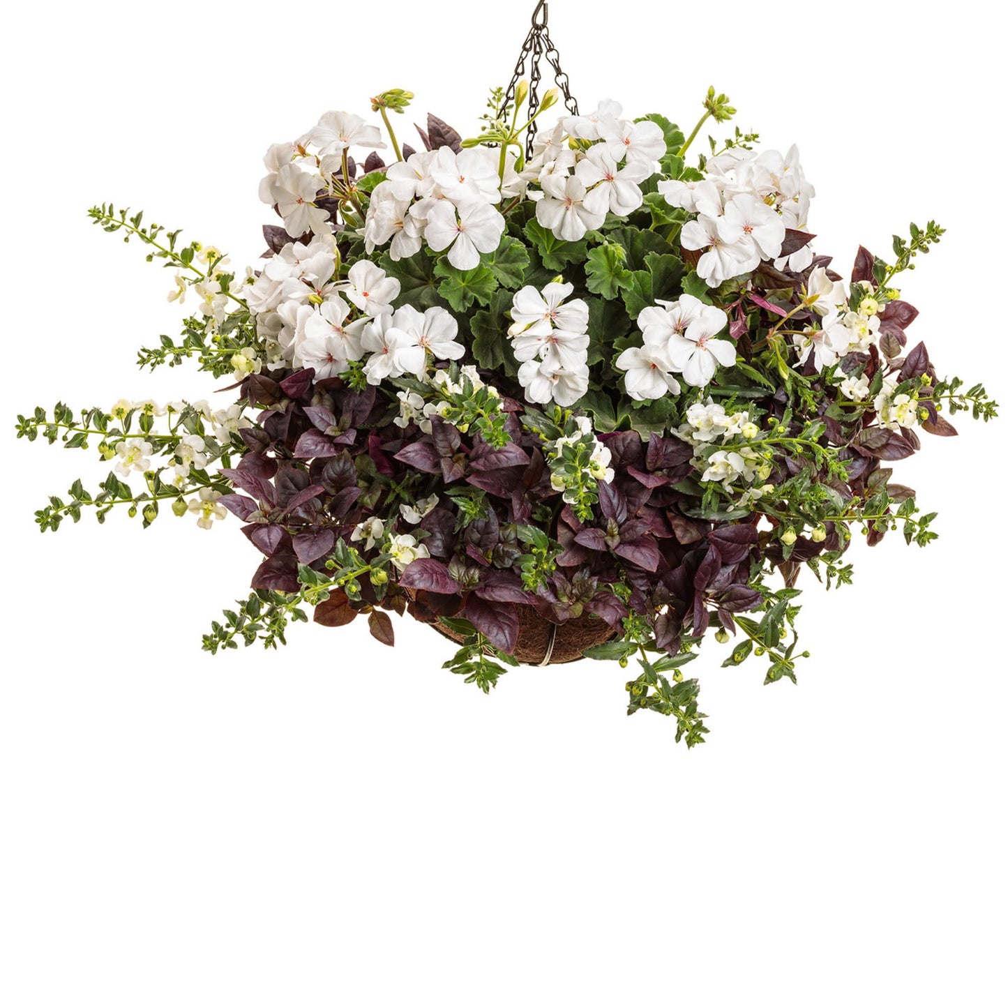 Boldly® White Geranium (Pelargonium interspecific)
