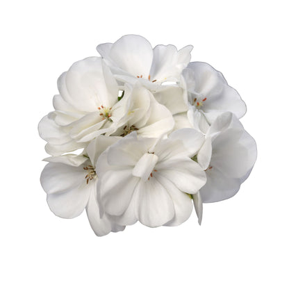 Boldly® White Geranium (Pelargonium interspecific)