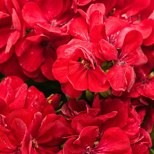 Boldly® Dark Red Geranium (Pelargonium interspecific)