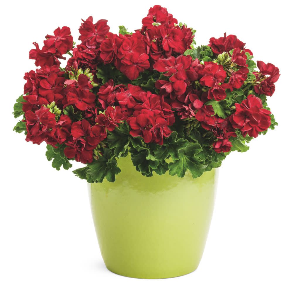Boldly® Dark Red Geranium (Pelargonium interspecific)