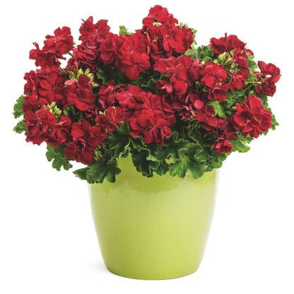 Boldly® Dark Red Geranium (Pelargonium interspecific)