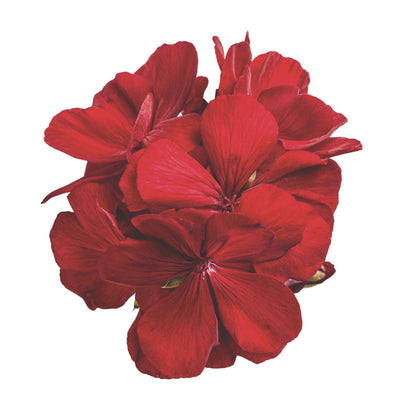 Boldly® Dark Red Geranium (Pelargonium interspecific)