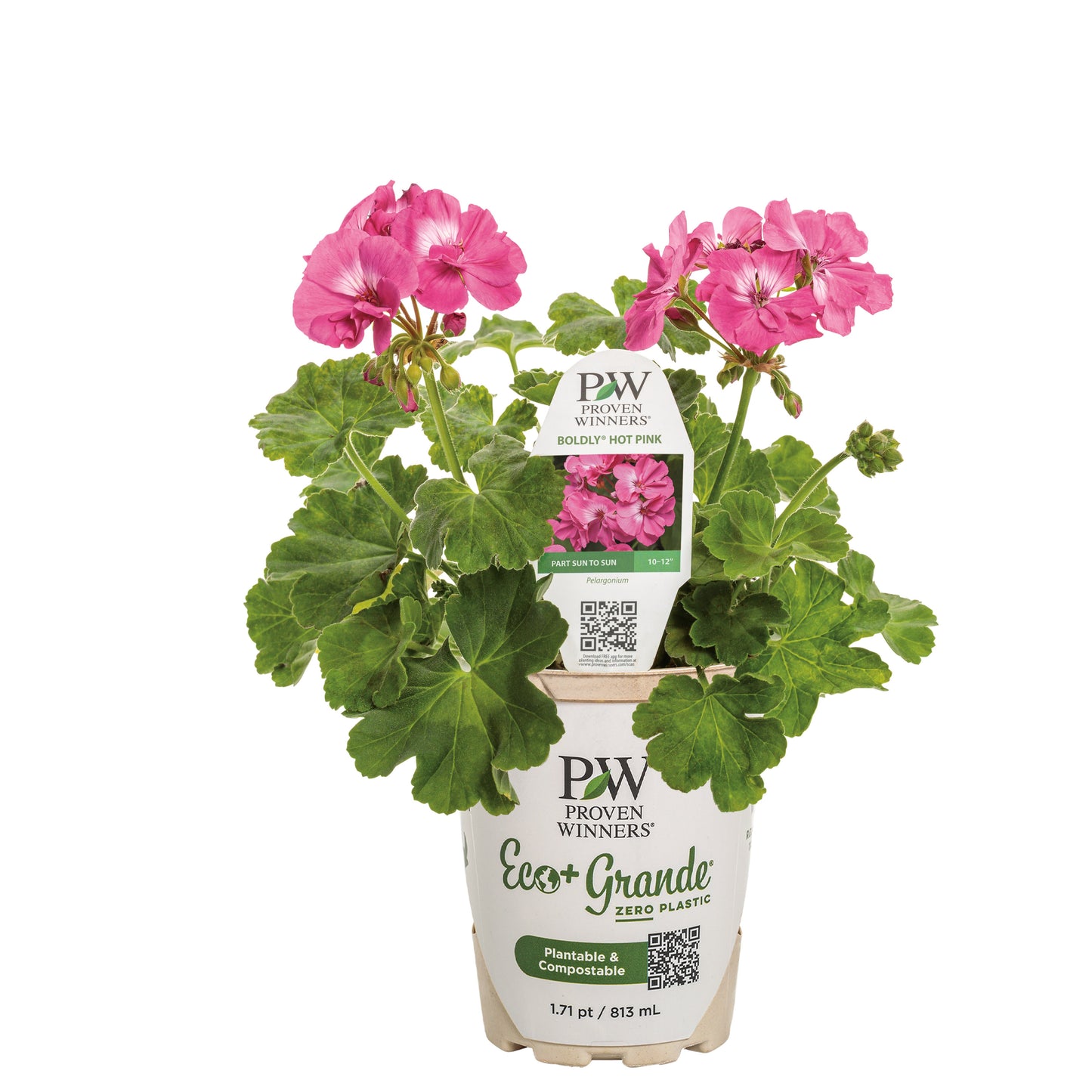Boldly® Hot Pink Geranium (Pelargonium interspecific)