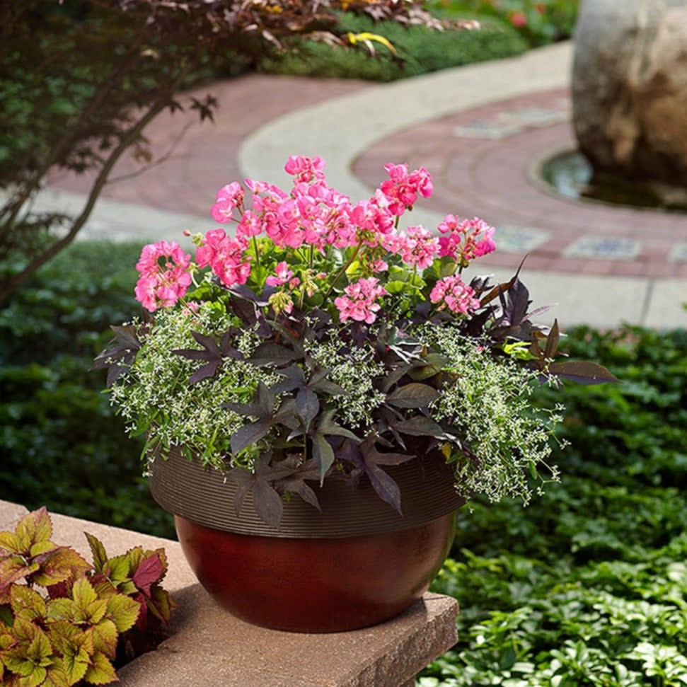 Geranium | Boldly® Hot Pink | Proven Winners® Annuals – Proven