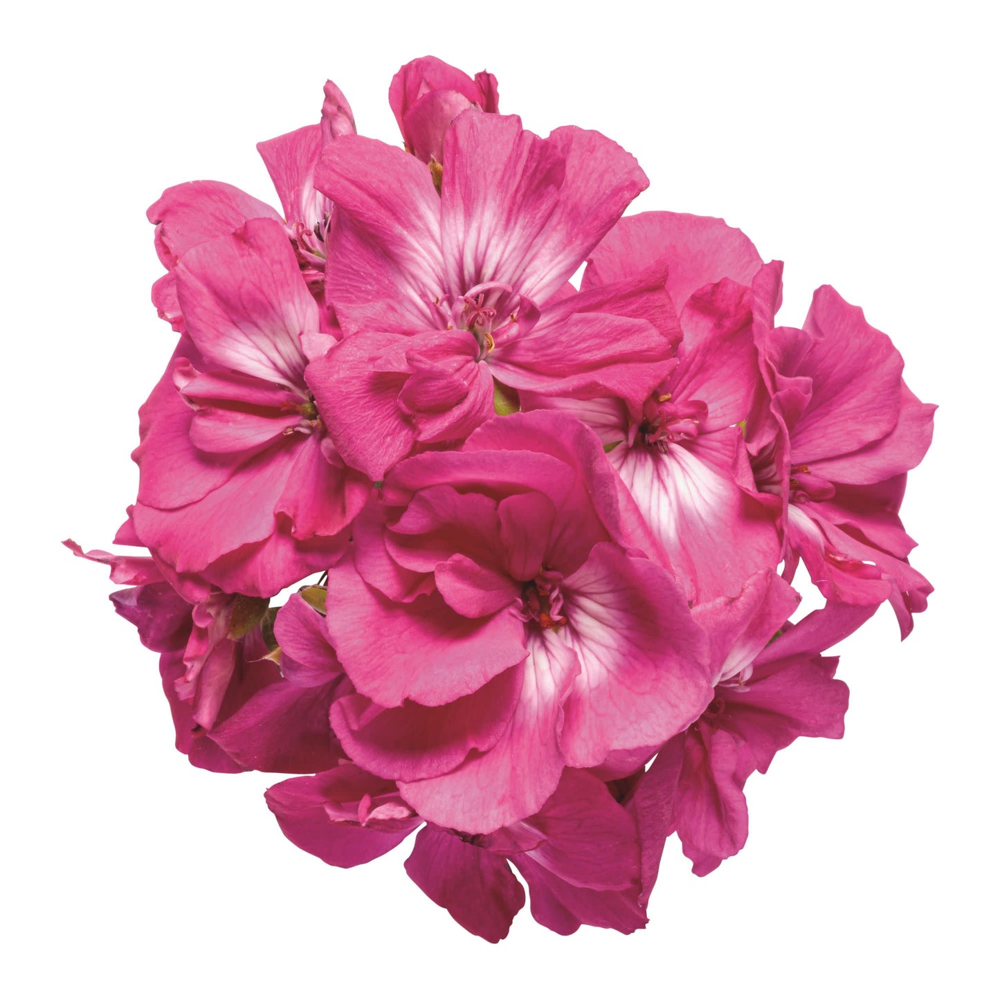 Boldly® Hot Pink Geranium (Pelargonium interspecific)