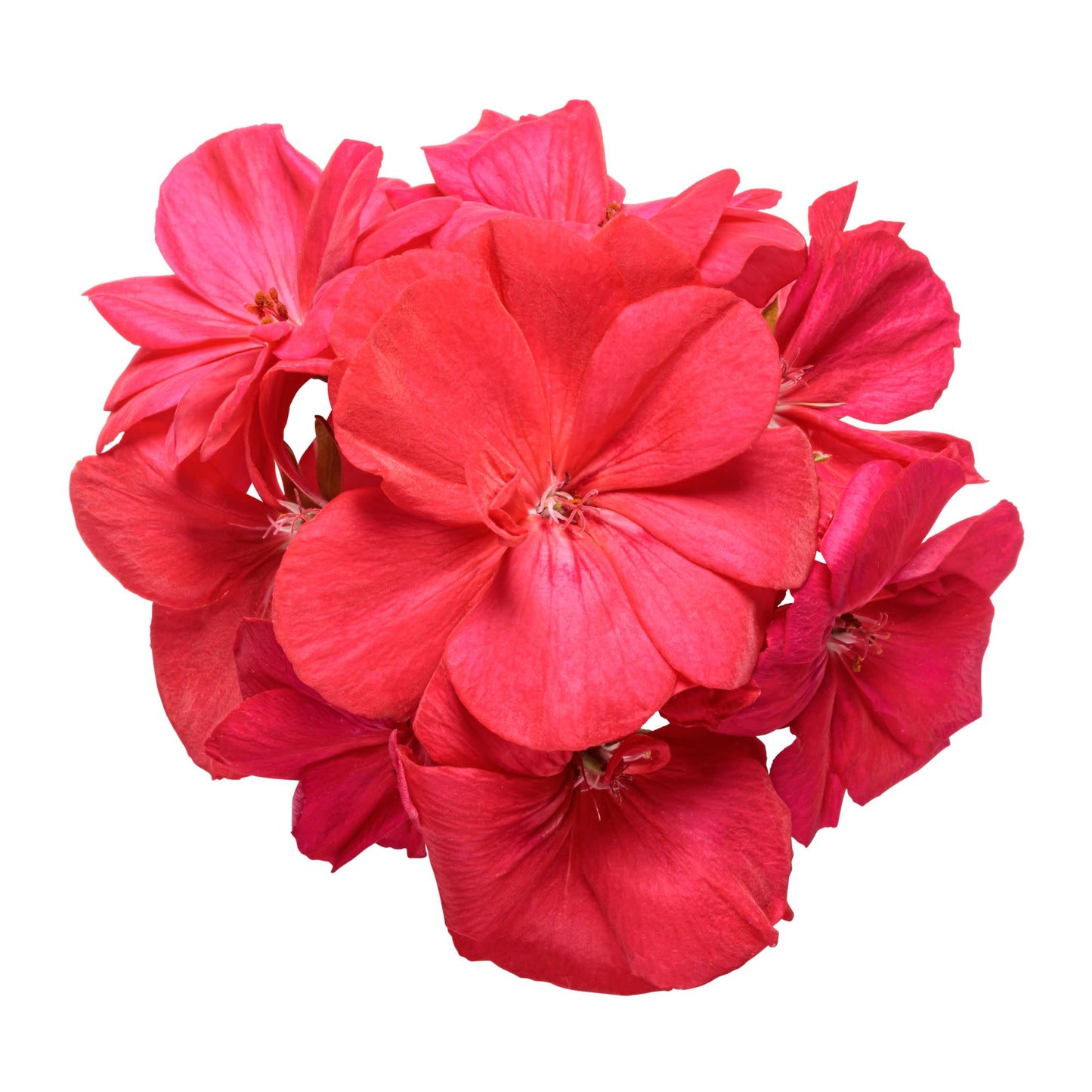 Boldly® Coral Geranium (Pelargonium interspecific)