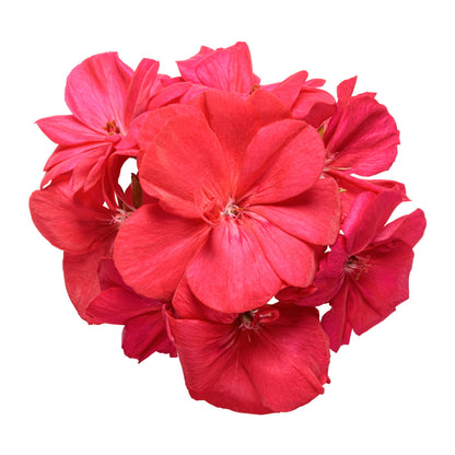 Boldly® Coral Geranium (Pelargonium interspecific)