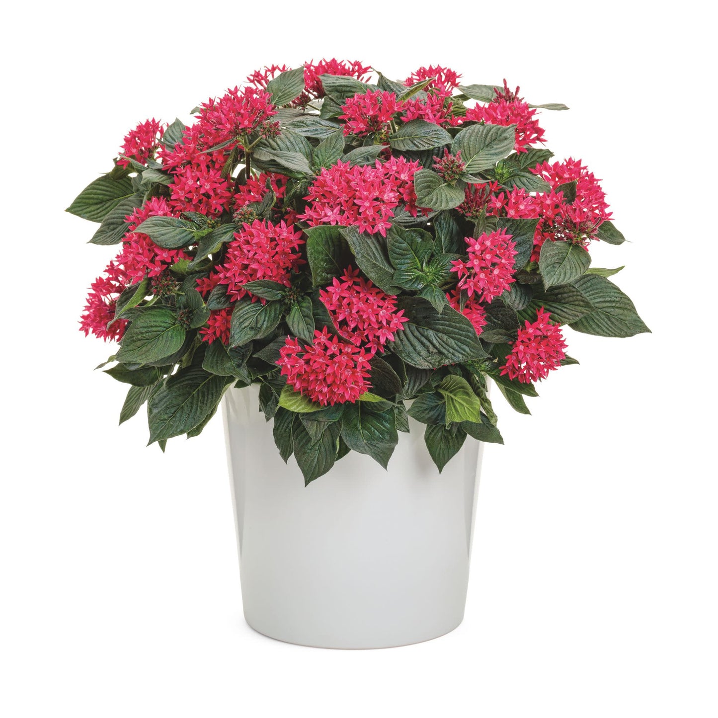 Sunstar® Red Egyptian Star Flower (Pentas lanceolata)