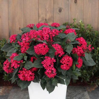 Sunstar Red Egyptian Star Flower in use.