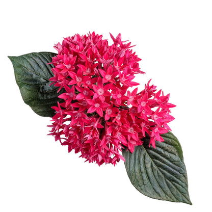 Sunstar® Red Egyptian Star Flower (Pentas lanceolata)