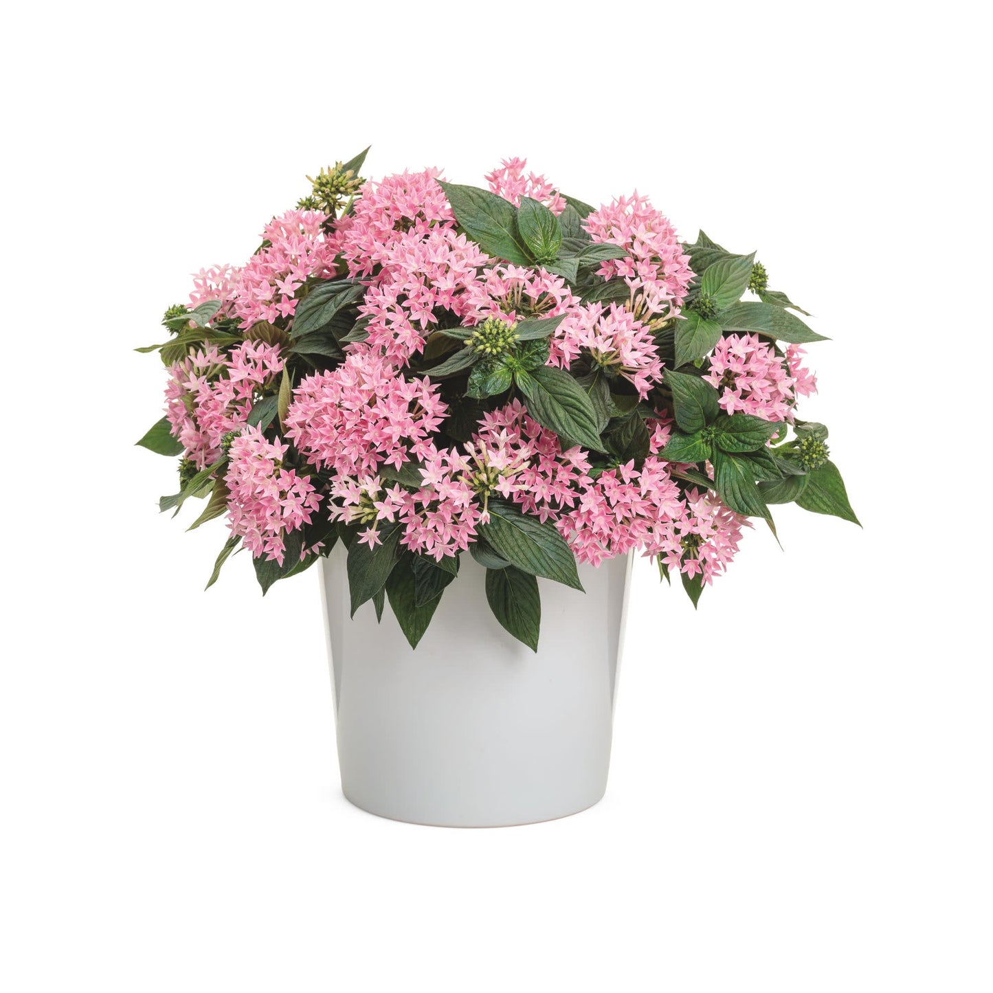 Sunstar® Pink Egyptian Star Flower (Pentas lanceolata)