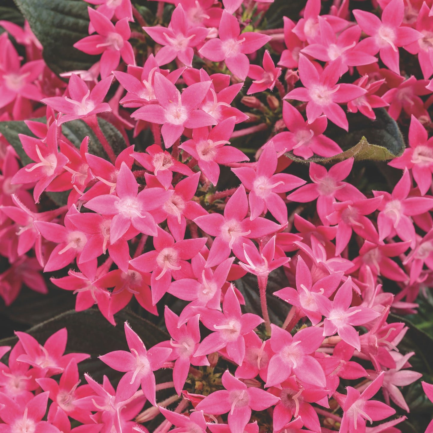 Sunstar® Rose Egyptian Star Flower (Pentas lanceolata)