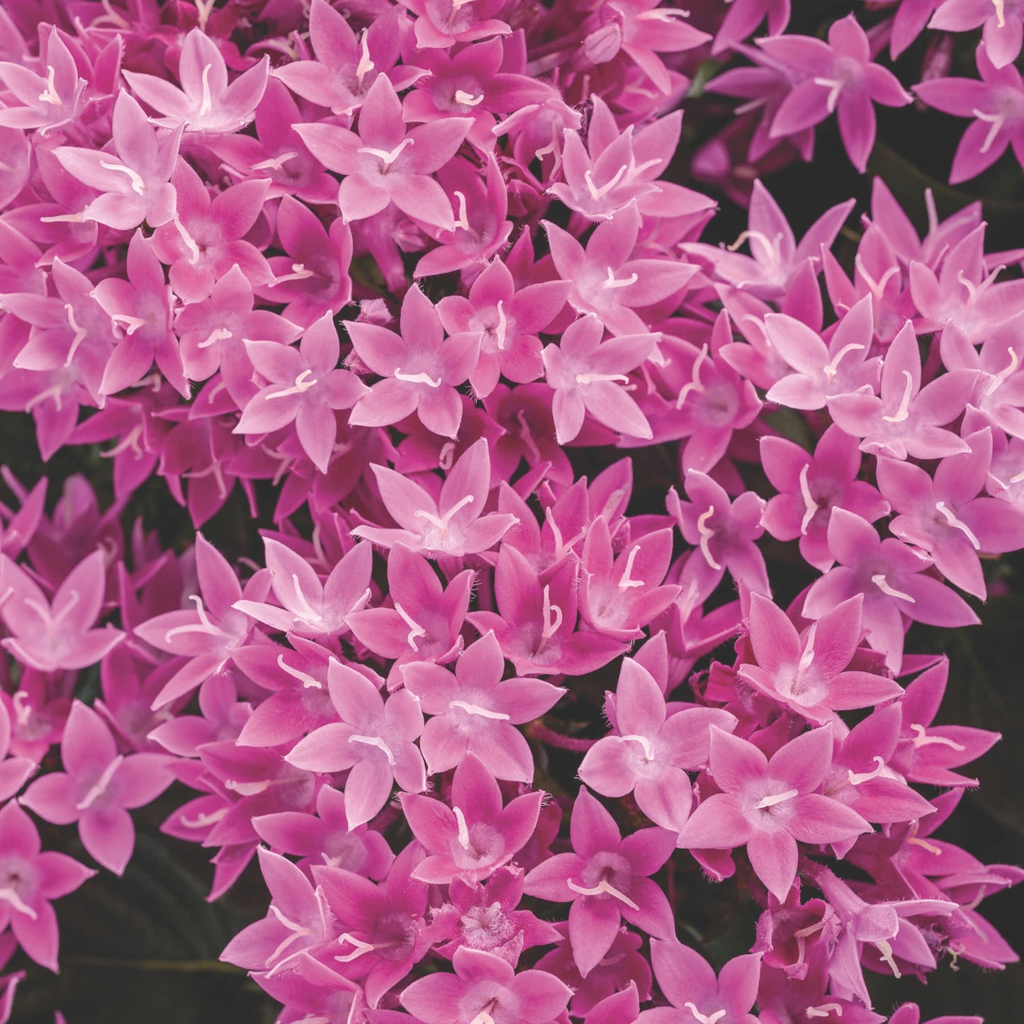 Sunstar® Lavender Egyptian Star Flower (Pentas lanceolata)