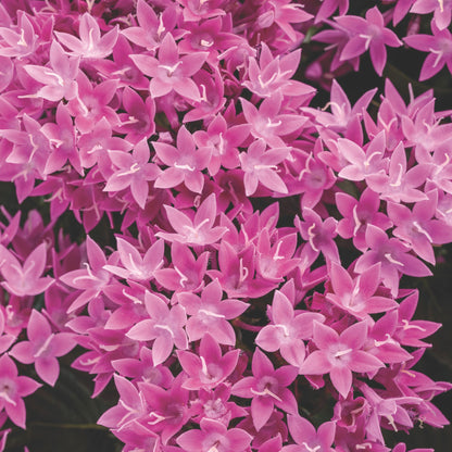 Sunstar® Lavender Egyptian Star Flower (Pentas lanceolata)