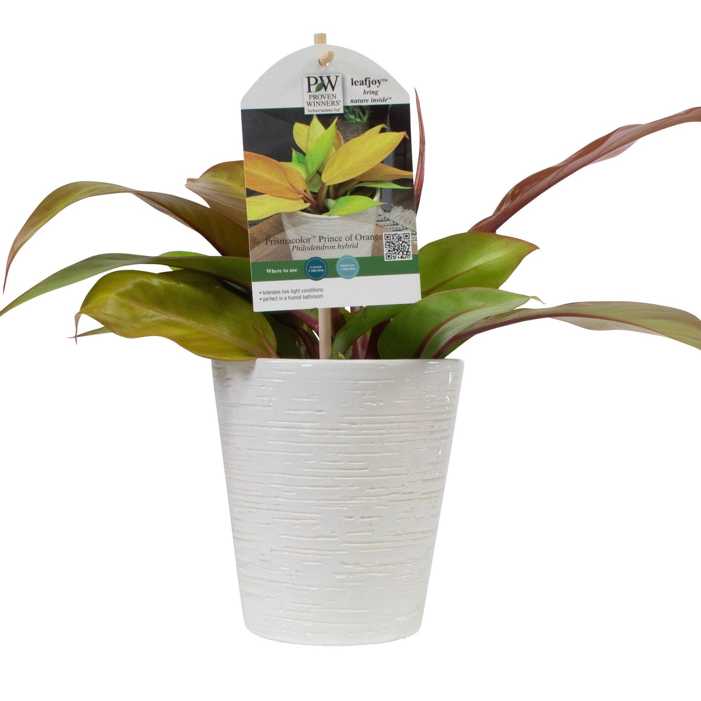 leafjoy Prismacolor Prince of Orange Prismacolor Prince of Orange Philodendron detailed plant packaging.