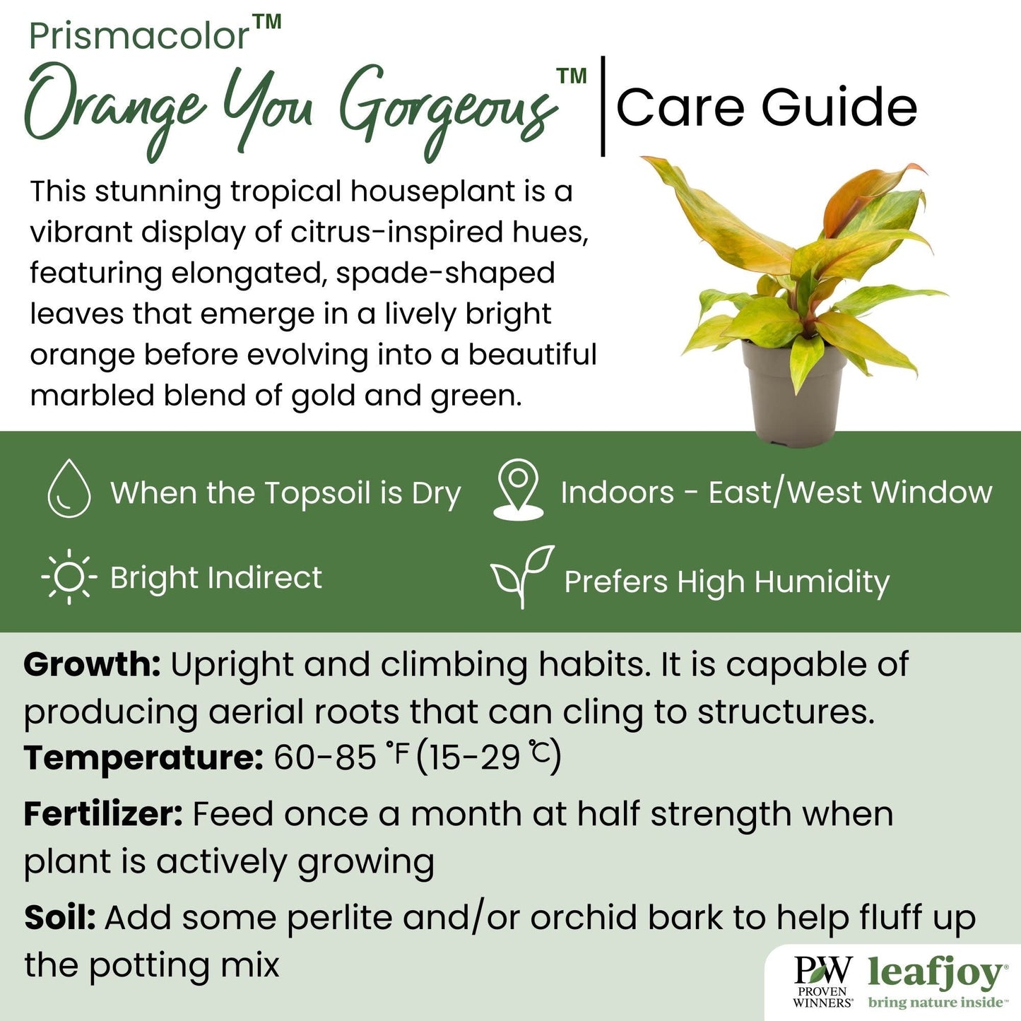 leafjoy® Prismacolor™ Orange you Gorgeous™ Philodendron hybrid detailed care information.
